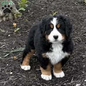 Beatrice, Bernese Mountain Dog Puppy