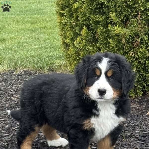 Beatrice, Bernese Mountain Dog Puppy