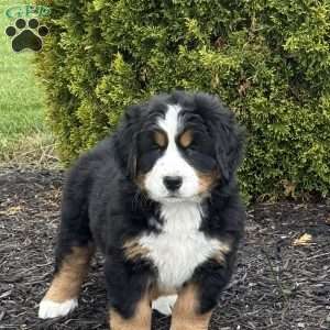 Beatrice, Bernese Mountain Dog Puppy