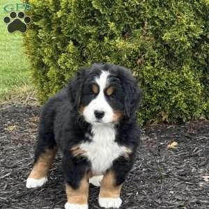 Beatrice, Bernese Mountain Dog Puppy