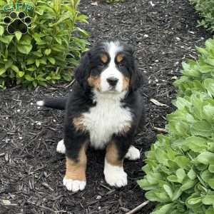 Sasha, Bernese Mountain Dog Puppy