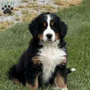 Sasha, Bernese Mountain Dog Puppy
