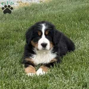 Sasha, Bernese Mountain Dog Puppy