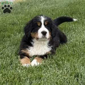 Sasha, Bernese Mountain Dog Puppy
