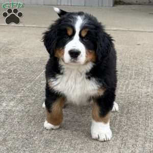 Sasha, Bernese Mountain Dog Puppy