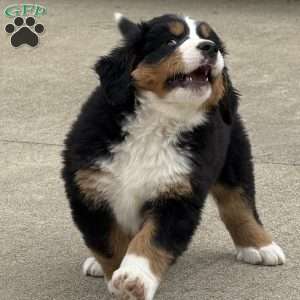 Sasha, Bernese Mountain Dog Puppy