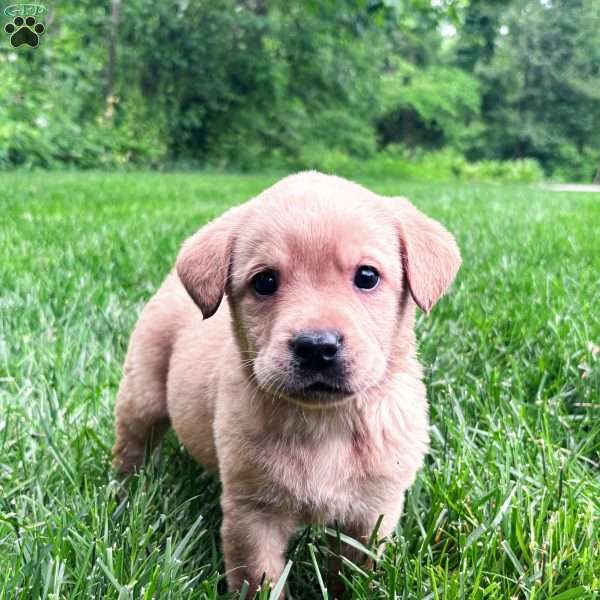 Taylor, Yellow Labrador Retriever Puppy
