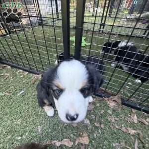 Buster, Toy Australian Shepherd Puppy