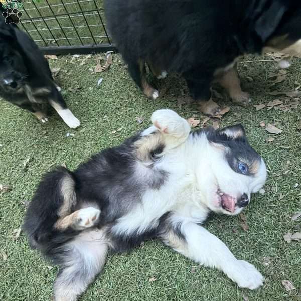 Buster, Toy Australian Shepherd Puppy