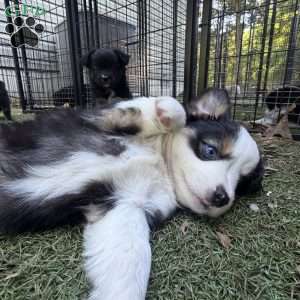 Buster, Toy Australian Shepherd Puppy