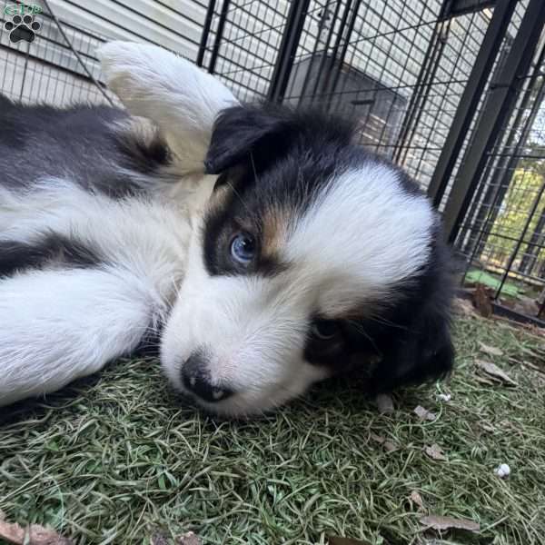 Buster, Toy Australian Shepherd Puppy