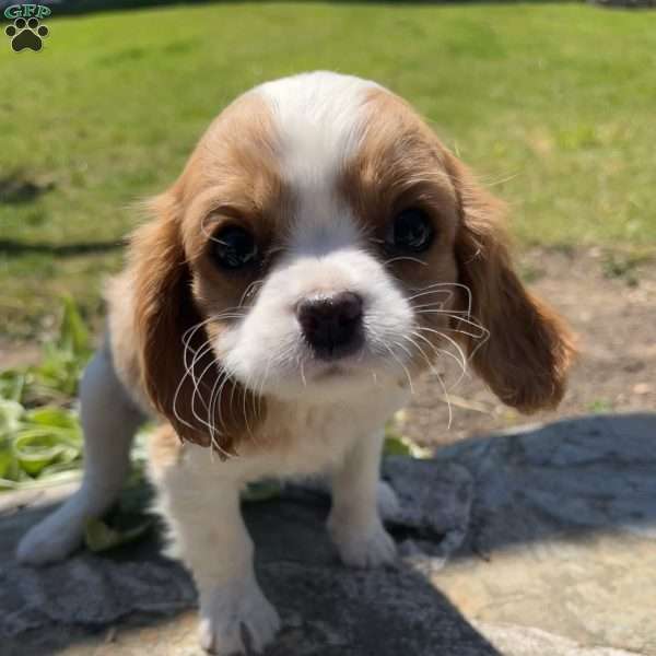 Lola, Cavalier King Charles Spaniel Puppy