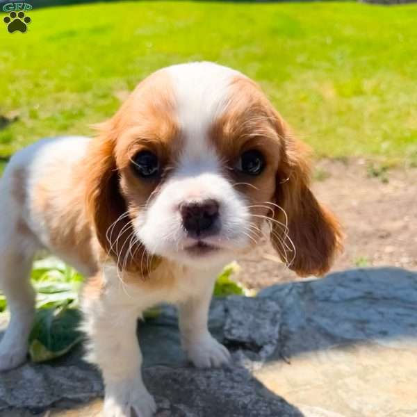 Leo, Cavalier King Charles Spaniel Puppy