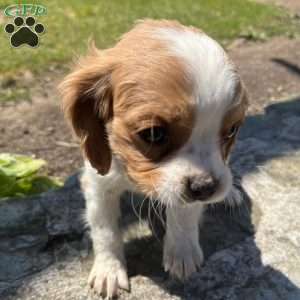 Lola, Cavalier King Charles Spaniel Puppy