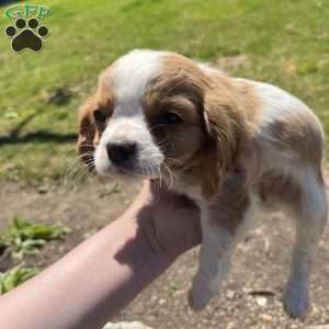 Lola, Cavalier King Charles Spaniel Puppy