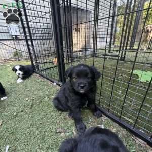 Bear, Toy Australian Shepherd Puppy