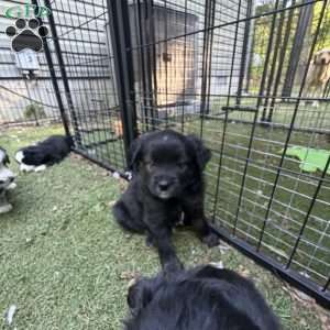 Bear, Toy Australian Shepherd Puppy