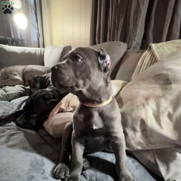 Black, Cane Corso Puppy