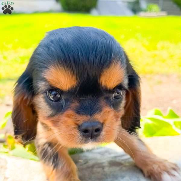 Teddy, Cavalier King Charles Spaniel Puppy