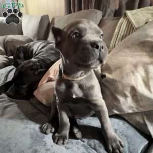 Black, Cane Corso Puppy