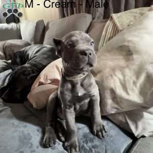 Black, Cane Corso Puppy