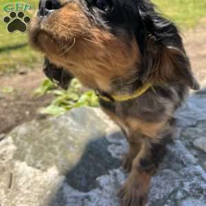 Sammy, Cavalier King Charles Spaniel Puppy