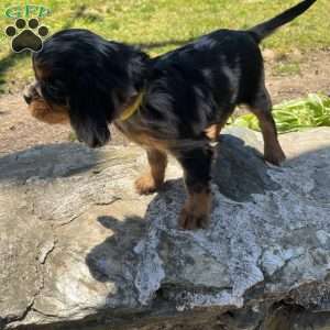 Sammy, Cavalier King Charles Spaniel Puppy