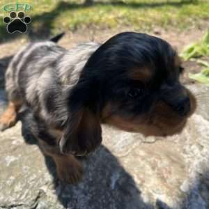 Sammy, Cavalier King Charles Spaniel Puppy