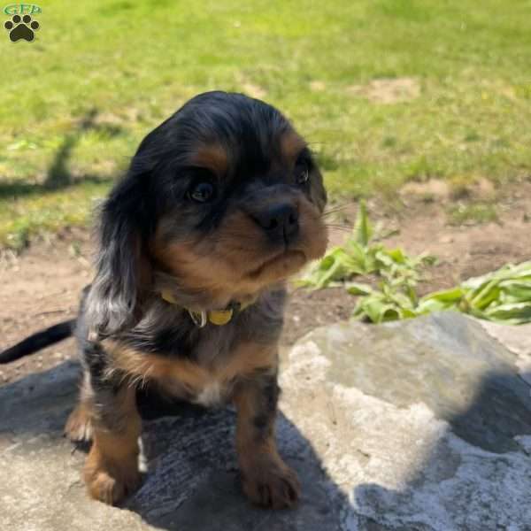 Sammy, Cavalier King Charles Spaniel Puppy