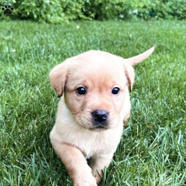 Charlie, Yellow Labrador Retriever Puppy