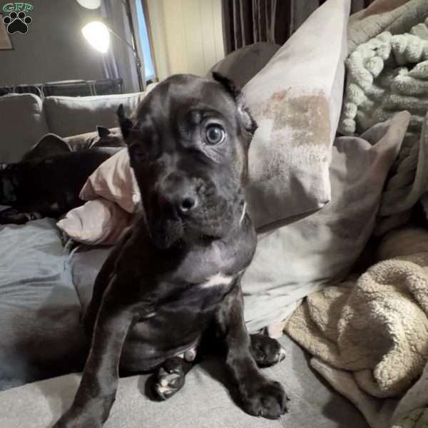 Blue, Cane Corso Puppy