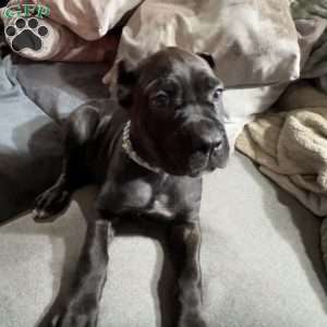 Blue, Cane Corso Puppy