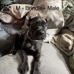 Blue, Cane Corso Puppy
