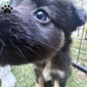Belle, Toy Australian Shepherd Puppy