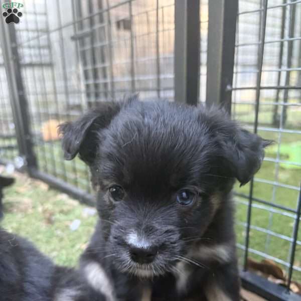 Belle, Toy Australian Shepherd Puppy