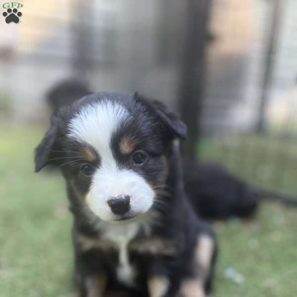 Barbie, Toy Australian Shepherd Puppy