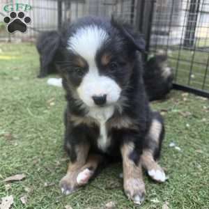 Barbie, Toy Australian Shepherd Puppy