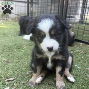 Barbie, Toy Australian Shepherd Puppy