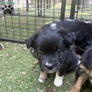 Belle, Toy Australian Shepherd Puppy