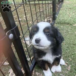 Benny, Toy Australian Shepherd Puppy