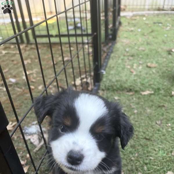Benny, Toy Australian Shepherd Puppy