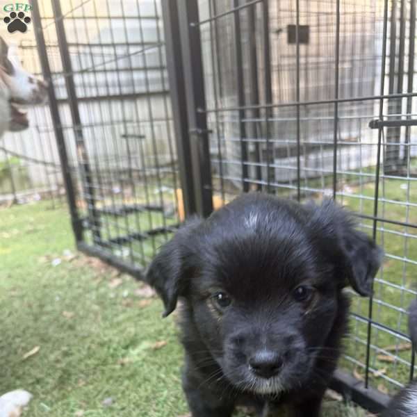 Bear, Toy Australian Shepherd Puppy