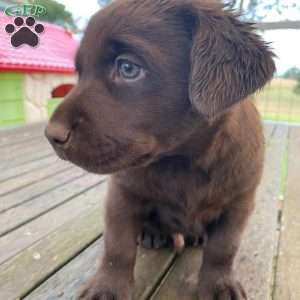 Lila, Chocolate Labrador Retriever Puppy