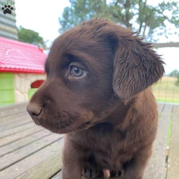 Cruz, Chocolate Labrador Retriever Puppy