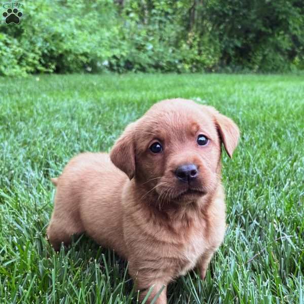 Star, Fox Red Labrador Retriever Puppy