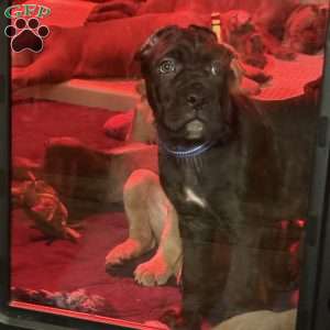 Blue, Cane Corso Puppy