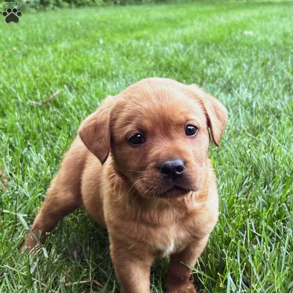 Max, Fox Red Labrador Retriever Puppy