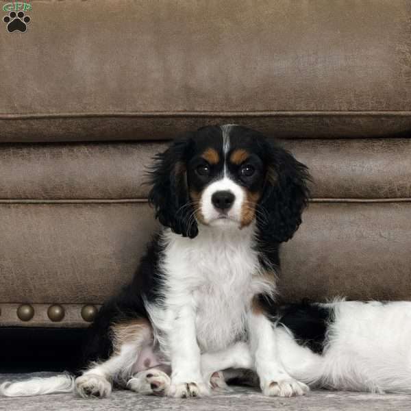 Annie, Cavalier King Charles Spaniel Puppy