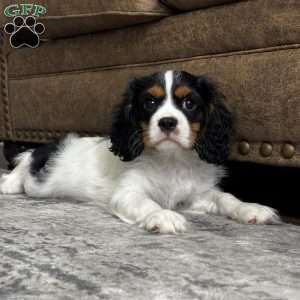 Henry, Cavalier King Charles Spaniel Puppy