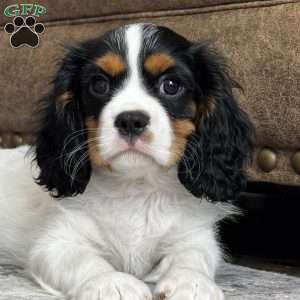 Henry, Cavalier King Charles Spaniel Puppy